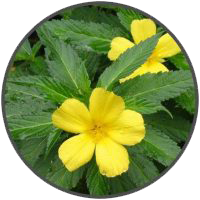 Lost Love Specialist